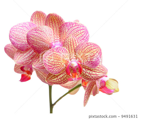 orchid flower orchid flower 9491631