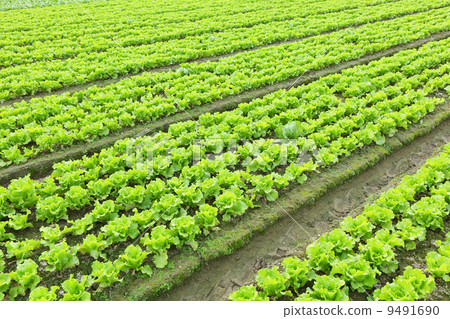 lettuce plant in field lettuce plant in field 9491690