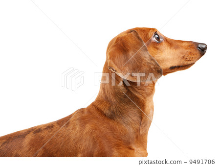 short haired Dachshund Dog short haired Dachshund Dog 9491706