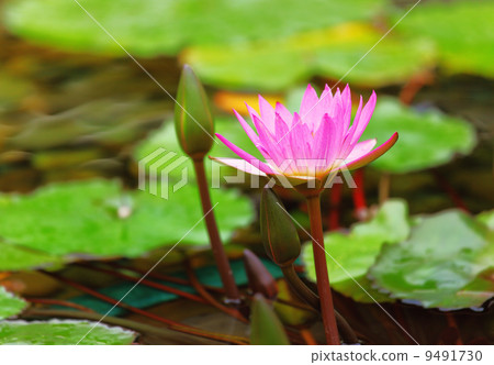 Waterlily in the pond Waterlily in the pond 9491730