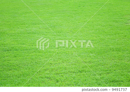 Grass field meadow background 9491737