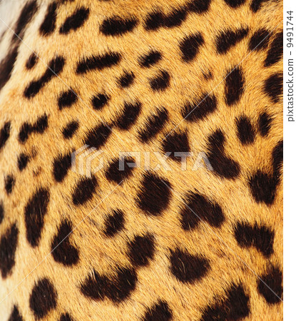 Real Leopard Skin Real Leopard Skin 9491744
