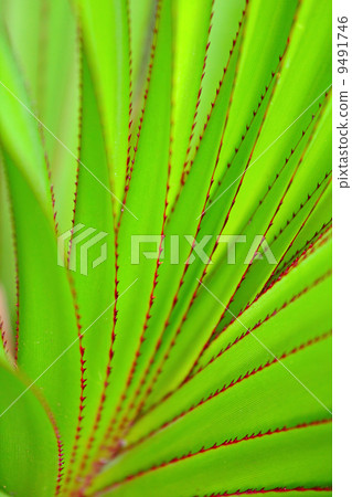 green leaf as background 9491746
