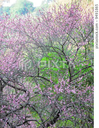plum flower 9491865
