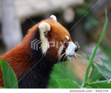 Red panda 9492144