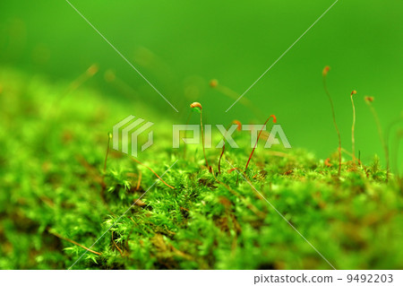 moss moss 9492203