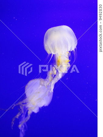 Jellyfish 9492830