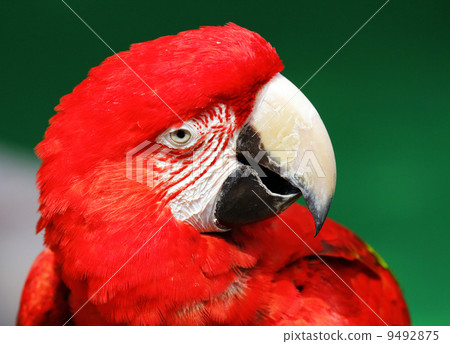 Red macaw Red macaw 9492875