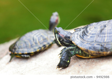 tortoises on rock 9492986