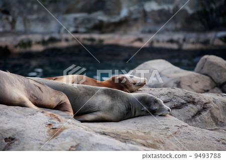 sea lion sleeping sea lion sleeping 9493788