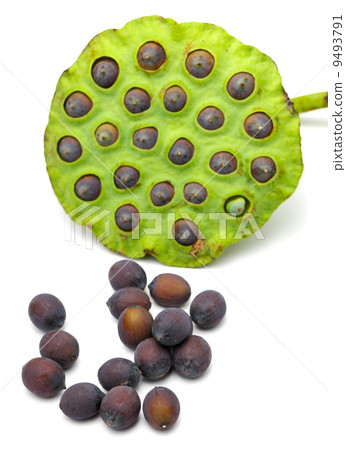 Fresh lotus seeds and pod on white background 9493791
