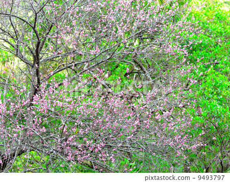 plum flower plum flower 9493797