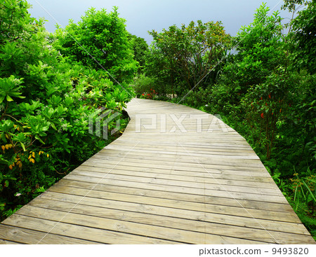 Walkway in forest 9493820