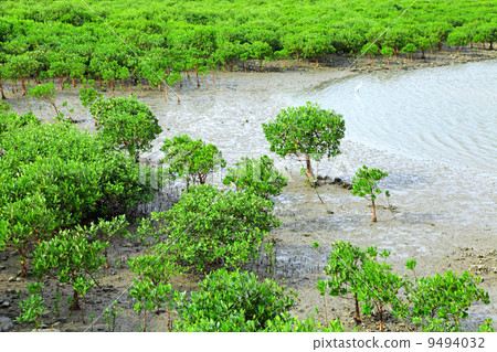 Red Mangroves 9494032