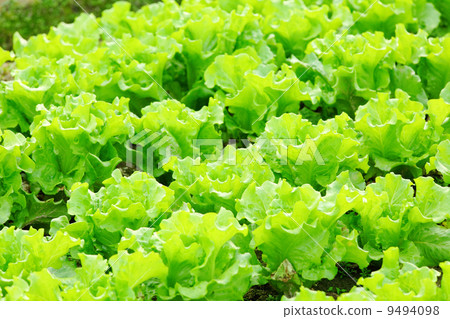 lettuce plant in field lettuce plant in field 9494098