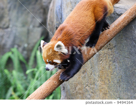 red panda 9494164