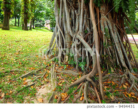 tree roots 9494431