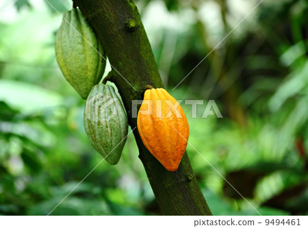 Cocoa pods 9494461