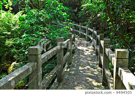 Forest road 9494505