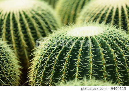 cactus 9494515