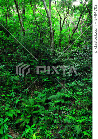 Forest Forest 9494702