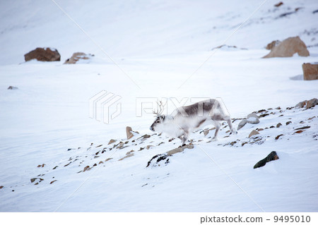 Reindeer 9495010