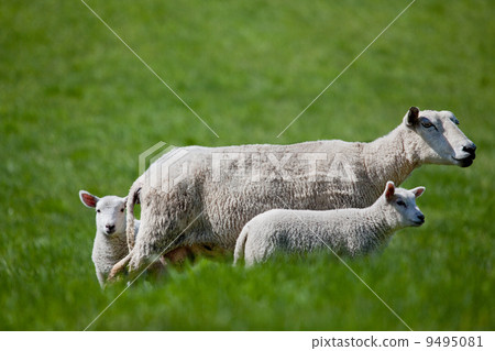 Ewe with two Lambs 9495081
