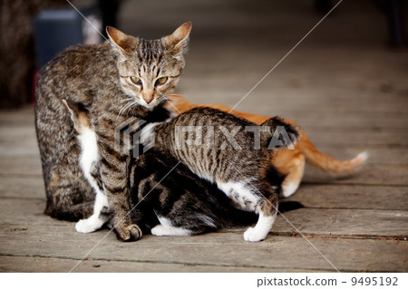 Nursing Kitten Nursing Kitten 9495192