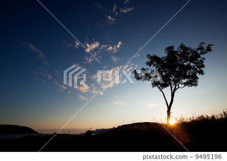 Tree Silhouette Tree Silhouette 9495196