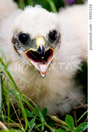 Prairie Falcon Chick 9495328