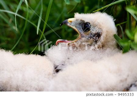 Prairie Falcon Chick 9495333