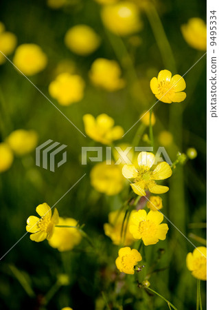 Buttercup Flower Buttercup Flower 9495334