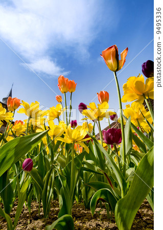 Tulips & Daffodils Tulips & Daffodils 9495336