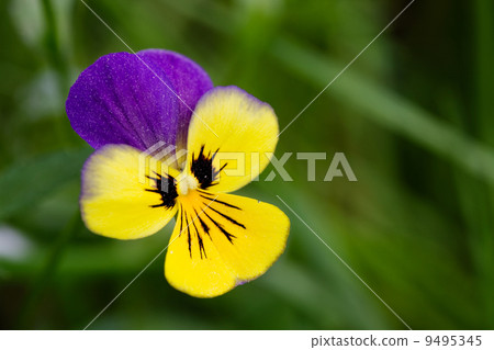 Purple and Yellow flower 9495345
