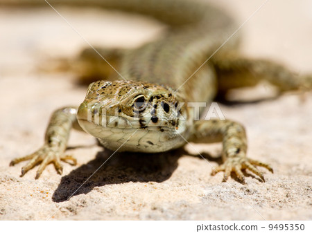 Lizard 9495350
