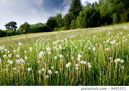 Dandelion Field Dandelion Field 9495351