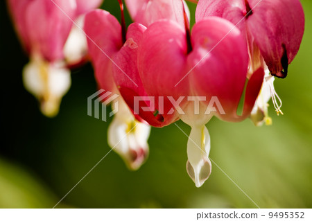 Bleeding Heart Background 9495352