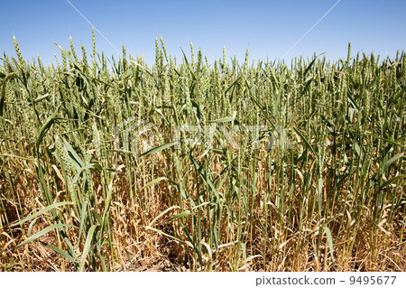 Wheat Close UP Wheat Close UP 9495677