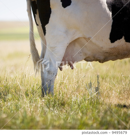 Cow Swatting Flies 9495679