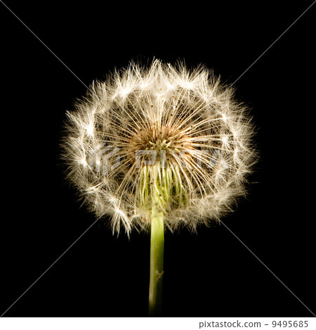 Dandelion Glow Dandelion Glow 9495685