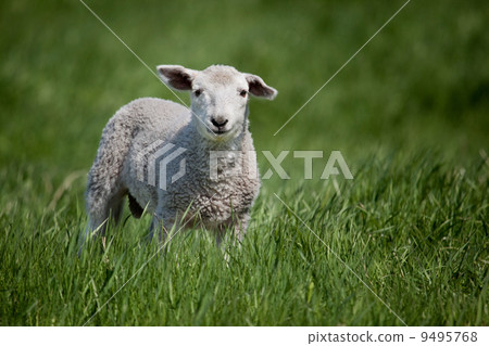 Lamb Lamb 9495768