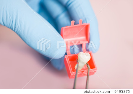 Tooth Tooth 9495875