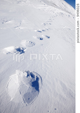 Polar Bear Trail 9496028