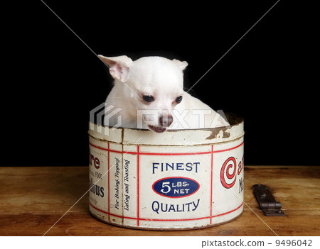 Chiwawa Chiwawa 9496042