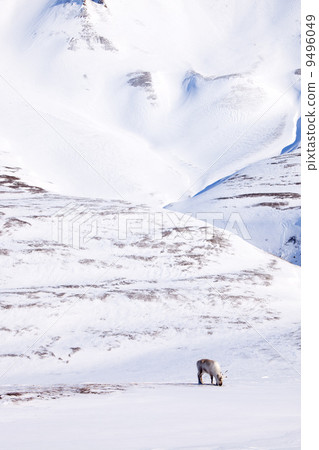 Reindeer Reindeer 9496049