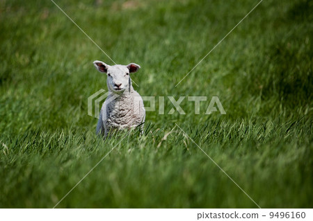 Lamb 9496160