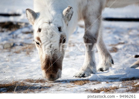 Reindeer Detail 9496261