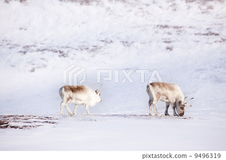 Reindeer Reindeer 9496319