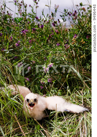 Prairie Falcon Chick 9496448