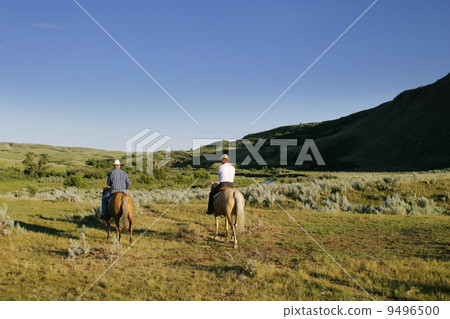 Cattle Round Up 9496500